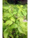 Малина Ляшка (літня) | Малина Ляшка (летняя) | Rubus idaeus Laszka