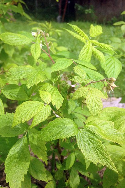 Малина Ляшка листя дрібнозазубрене по краях
