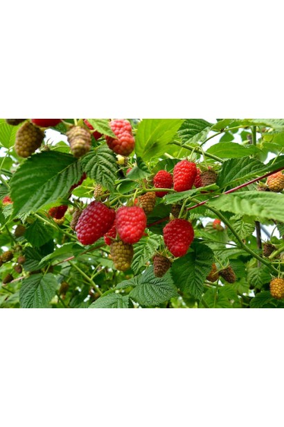 Rubus idaeus Laszka