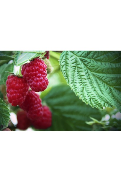 Малина Ляшка конусоподібні червоні плоди з заокруглиним носиком