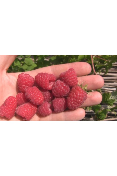 Малина рання Ляшка великі червоні ягоди