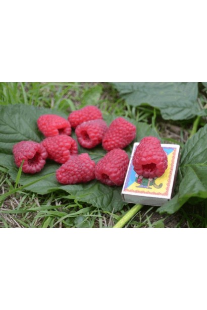 Малина рання Ляшка великі червоні ягоди