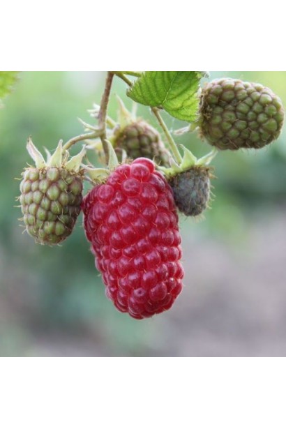 Малина Ляшка (літня)