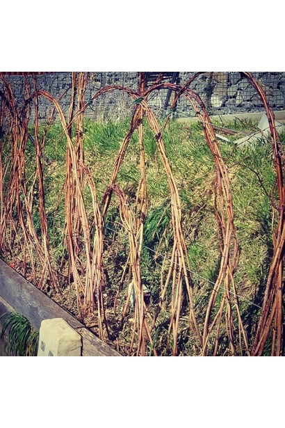 Саджанці Малини Ляшка на опорі