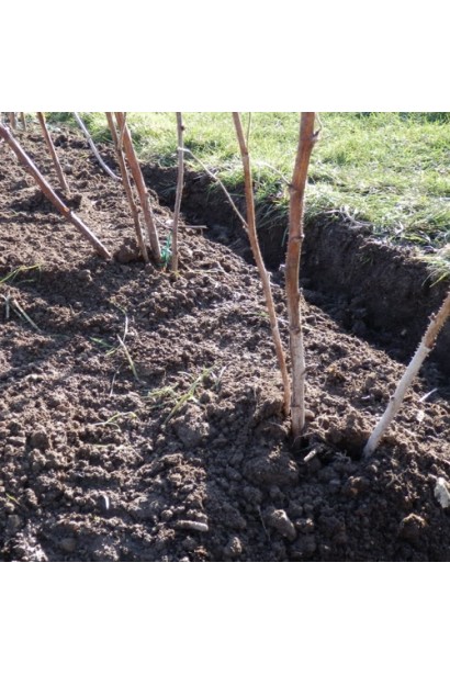 Посаджені в грунт саджанці малини звичайної Лашка