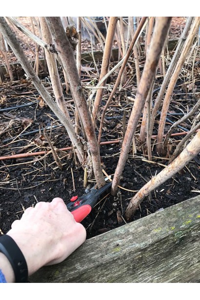 Обрізка малини Лячка