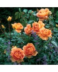 Троянда англійська Пет Остін | Роза английская Пэт Остин | English Rose Pat Austin