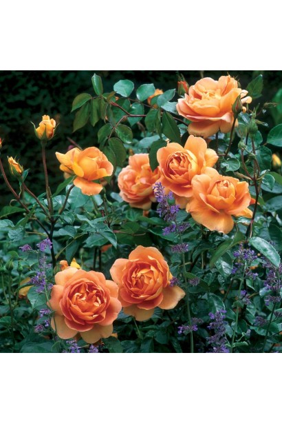 Pat Austin – троянда з яскравими мідними квітами.