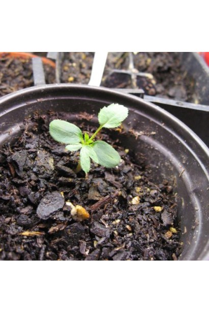 Троянда англійська Пет Остін 