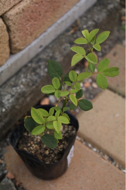 Саджанець троянди з насиченою зеленню листя.