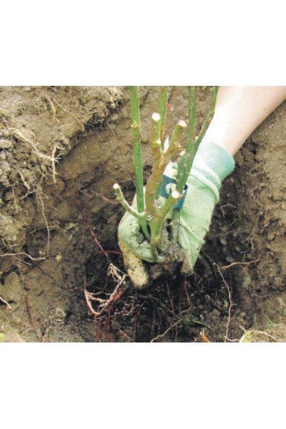 Висадка троянди англійської Пет Остін 