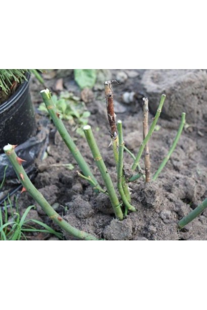 Троянда англійська Пет Остін 