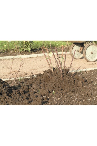 Pat Austin прикрасить бордюри чи клумби саду.