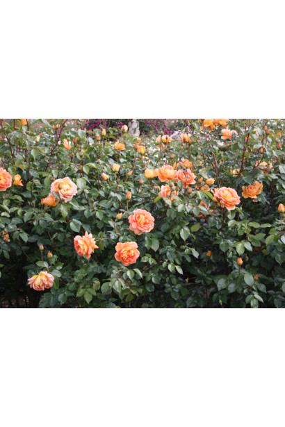 Кущ троянди для створення акцентів у саду.