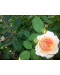 Роза английская Пэт Остин | Троянда англійська Пет Остін | Rosa Pat Austina
