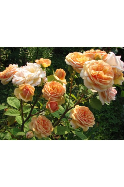 Мідно-помаранчеві квіти прикрашають цей елегантний кущ.