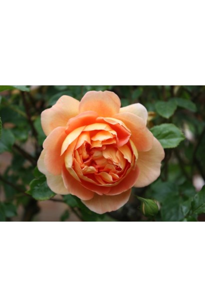 Троянда англійська Пет Остін 