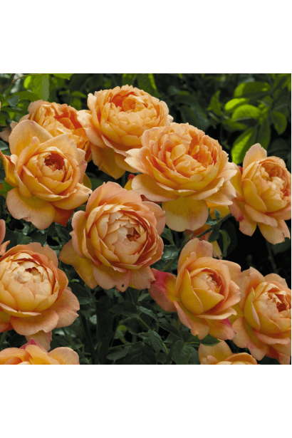 Яскраво-мідні квіти троянди радують тривалим цвітінням.