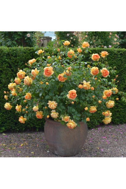 Троянда англійська Пет Остін в кашпо