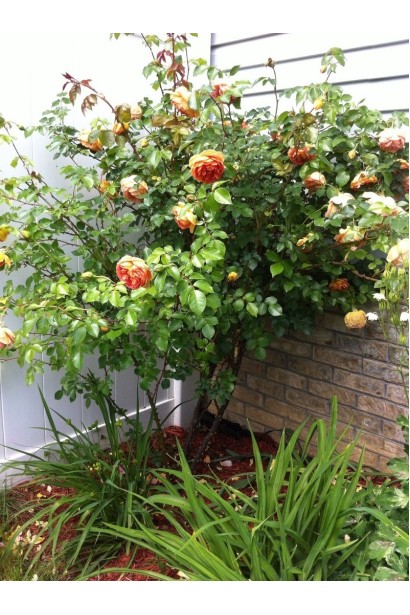 Кущ троянди Pat Austin з пишним листям.