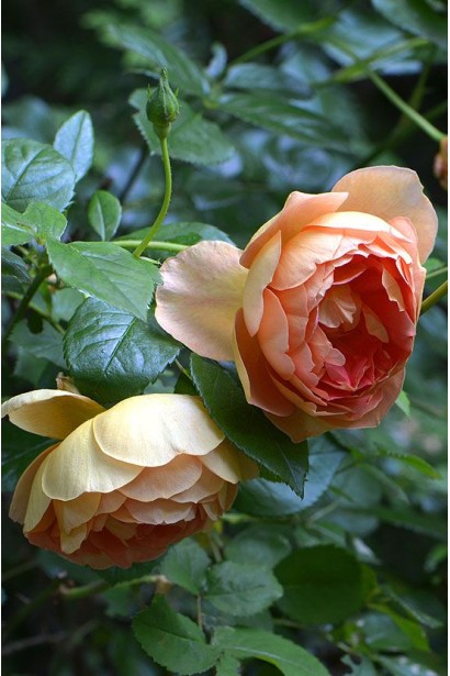 Троянда з ароматними квітами для декоративних композицій.