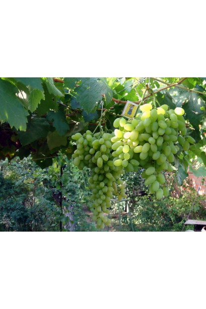 Великі грона винограду Подарунок Запоріжжю