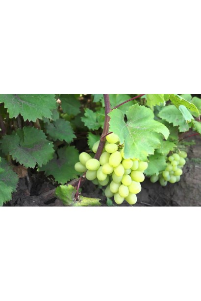 Виноград Podarok Zaporizhju