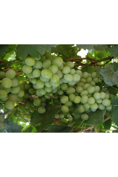 Vitis vinifera Podarok Zaporizhju
