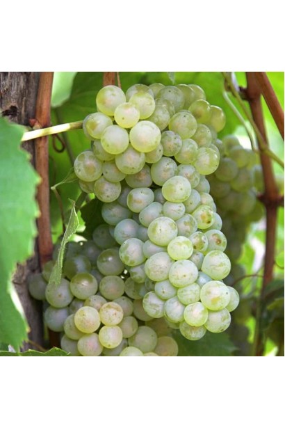 Виноград Подарунок Запоріжжю світло-зелені ягоди з легким білим нальотом