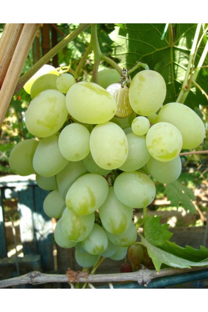 Виноград столовий Подарунок Запоріжжю
