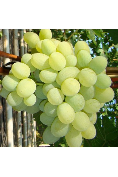 Білий виноград середноього терміну дозрівання