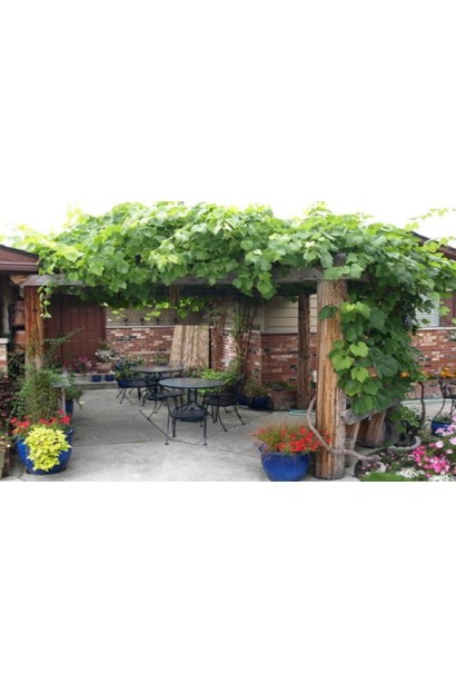 Виноградні лози в ландшафті