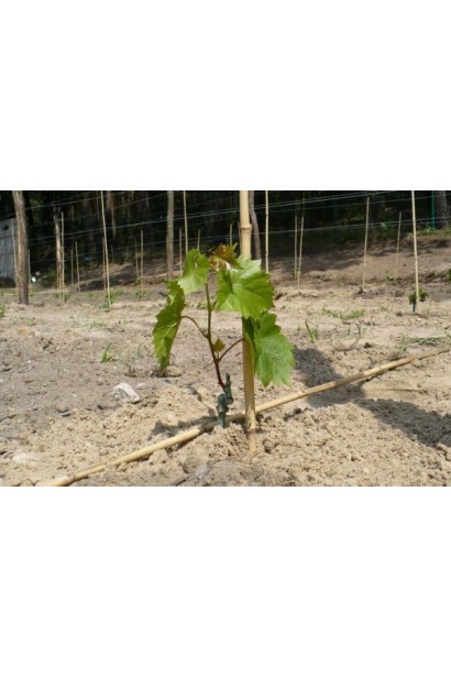 Виноград FVC-3-3