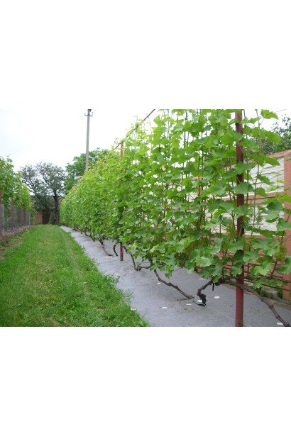 Виноград Подарунок Запоріжжю