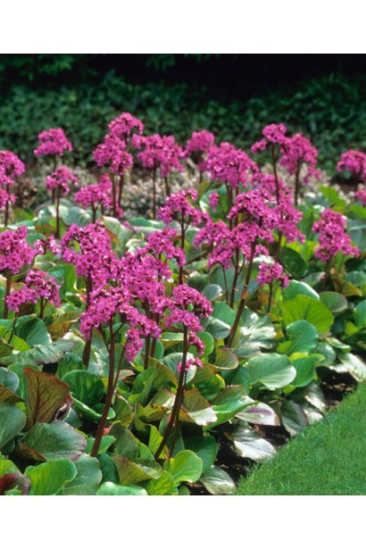 Бадан серцелистий Ротблюм 