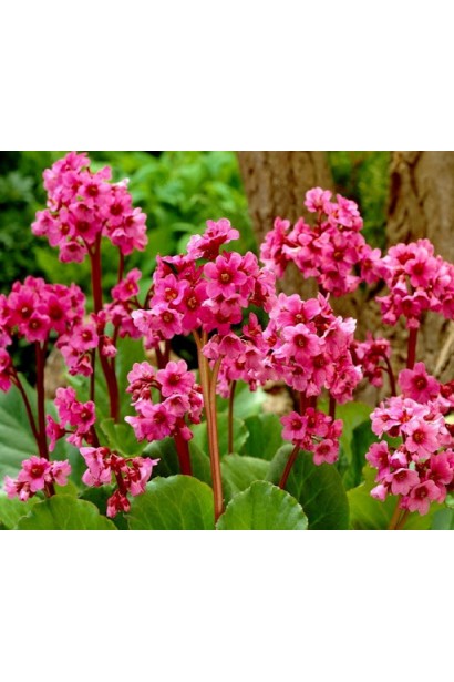 Рожеві дзвіночки бадану Ротблюм