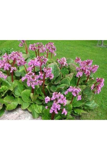 Бадан Ротблум квіти