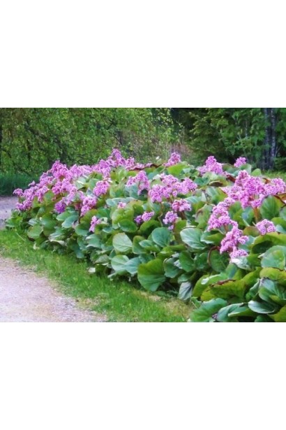 Бадан серцелистий Ротблюм  алейна посадка