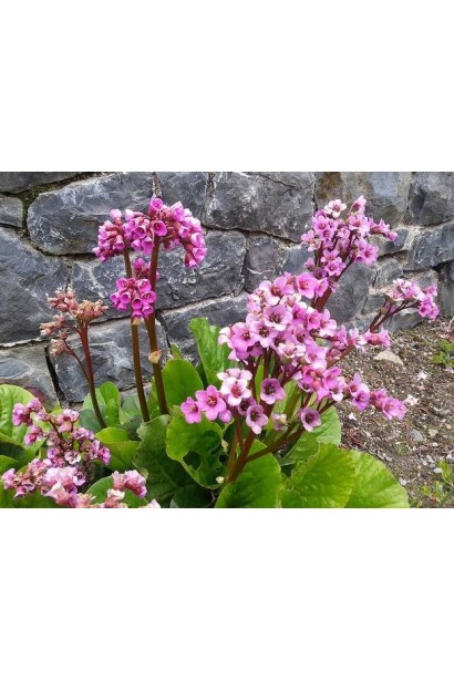 Бадан сорт Ротблюм квіти