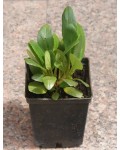 Бадан сердцелистный Ротблюм | Бадан серцелистий Ротблюм | Bergenia cordifolia Rotblum