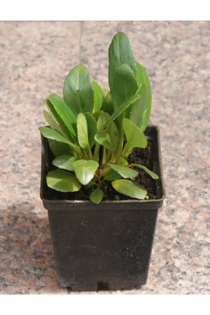 Бадан серцелистий Ротблюм в контейнері Р9