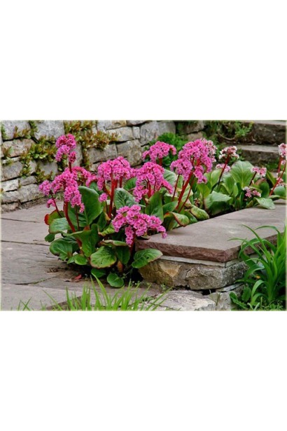 Бадан серцелистий Ротблюм в ландшафті