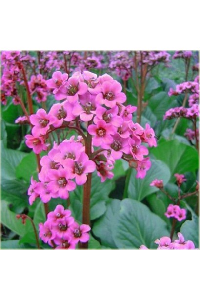  Bergenia cordifolia Rotblum