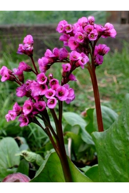 Бадан Ротблюм рожеві суцвіття