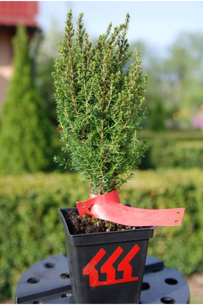 Ялівець звичайний Копресса саджанець Р9