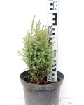 Ялівець звичайний Копресса | Можжевельник обыкновенный Компресса | Juniperus Communis Compressa