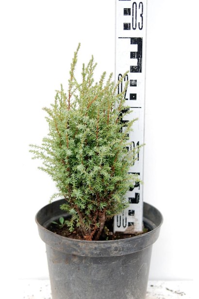 Ялівець звичайний Копресса - контейнер 3 л, висота 20-25 см