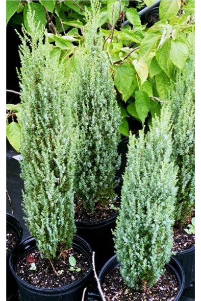 Саджанці ялівцю Копресса в контейнерах