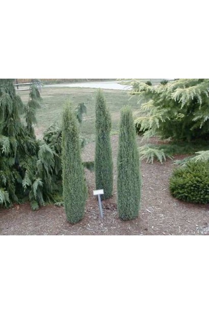 Ялівець звичайний Копресса - вузько колоновидний сорт