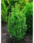 Ялівець звичайний Копресса | Можжевельник обыкновенный Компресса | Juniperus Communis Compressa